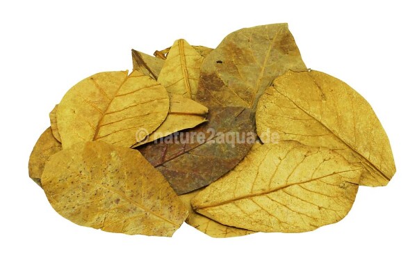 Indian almond leaves medium for aquarium