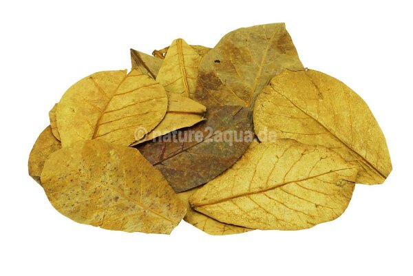 Indian almond leaves small for aquarium