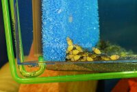 Sintered bronze diffusor stone for Aquarium