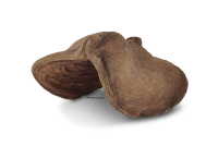 Thelambu pod as a cave or hiding place
