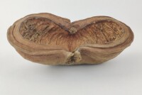 Thelambu pod as a cave or hiding place