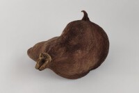 Thelambu pod as a cave or hiding place