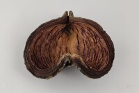 Thelambu pod as a cave or hiding place