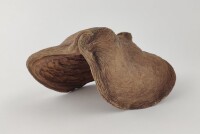 Thelambu pod as a cave or hiding place