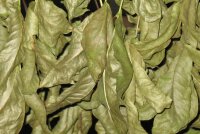 Walnut leaves for aquarium 20 g