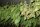 Walnut leaves for aquarium 20 g