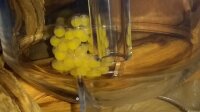Ziss Aqua Egg Tumbler ZET-65 - Incubator for fish eggs, young fish larvae and shrimp