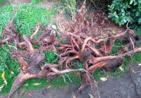 Redmoor wood bogwood