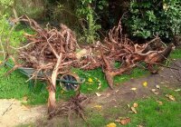 Redmoor wood bogwood