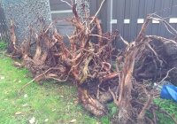 Redmoor wood bogwood
