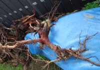 Redmoor wood bogwood