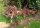 Redmoor wood bogwood