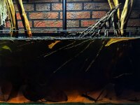 Coconut panicle as an aquarium root for biotope aquariums