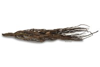 Coconut panicle as an aquarium root for biotope aquariums