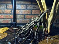 Coconut panicle as an aquarium root for biotope aquariums