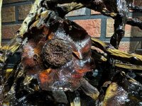 Coconut panicle as an aquarium root for biotope aquariums