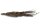 Coconut panicle as an aquarium root for biotope aquariums