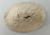 AquaKeramik Turtle igloo Morla made of clay Surprise