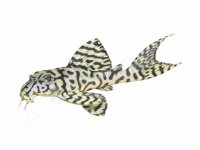 Sticker Hypancistrus sp. L 236 "Yellow"