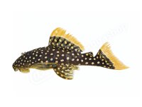 Sticker Baryancistrus xanthellus L 18