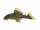Sticker Baryancistrus xanthellus L 18