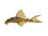 Sticker Peckoltia sabaji L 75