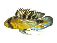 Sticker Apistogramma rositae