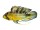 Sticker Apistogramma rositae