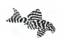 Sticker Hypancistrus sp. L 174