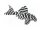 Sticker Hypancistrus sp. L 174