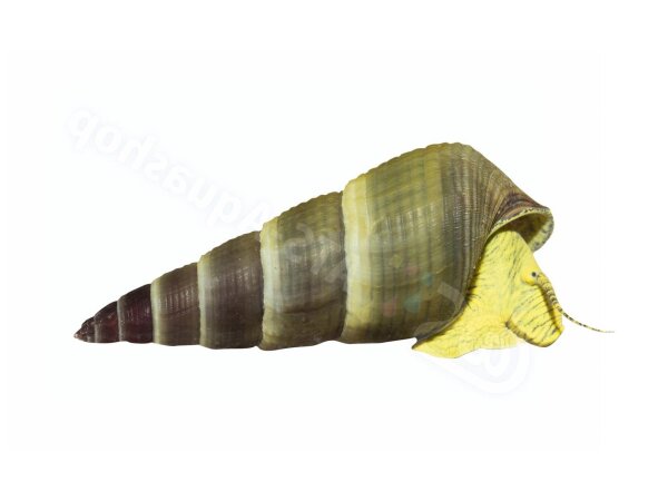 Sticker Tylomelania sp. “Yellow”