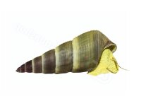 Sticker Tylomelania sp. “Yellow”