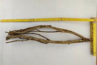 Talawa wood Teawood Aquarium root TB1 ca. 54x13x8 cm