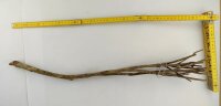 Talawa wood Teawood Aquarium root TB8 ca. 58 cm