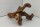 Aquarium root Vine WR7