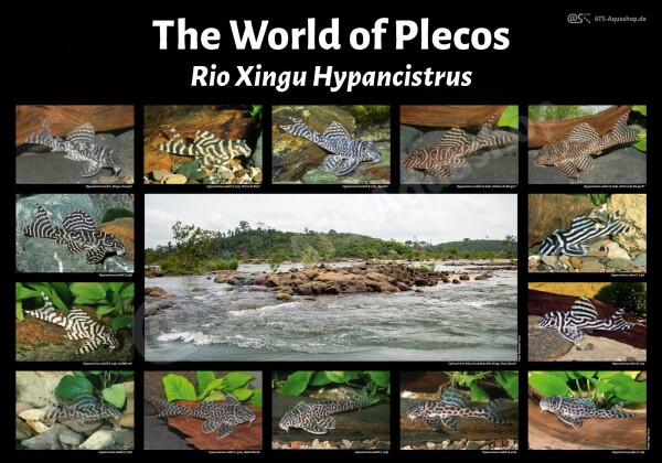 Poster: The World of Plecos – Rio Xingu Hypancistrus