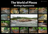 Poster: The World of Plecos – Rio Xingu Hypancistrus