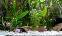 AquaKeramik Curved clay tunnel Axolotl cave