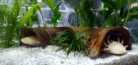 AquaKeramik Curved clay tunnel Axolotl cave