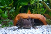 Clay pumpkin as axolotl cave