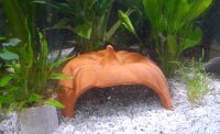 Clay pumpkin as axolotl cave