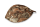 AquaKeramik large clay leaf as a hiding place
