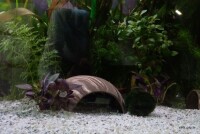 AquaKeramik Igloo Axolotl cave 18 cm &Oslash; with archway