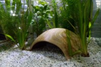 AquaKeramik Igloo Axolotl cave 18 cm &Oslash; with archway
