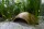 AquaKeramik Igloo Axolotl cave 18 cm Ø with archway