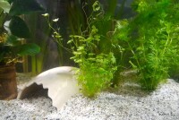 AquaKeramik Igloo Cave made of Clay for Axolotl Egg