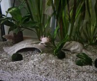 AquaKeramik igloo cave made of clay for axolotl Duck