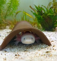 AquaKeramik medium-sized tunnel Axolotl cave 23-25 ??cm