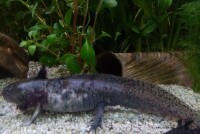 AquaKeramik medium-sized tunnel Axolotl cave 23-25 ??cm
