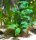 AquaKeramik planting help Planting tube for mounted plants Trio